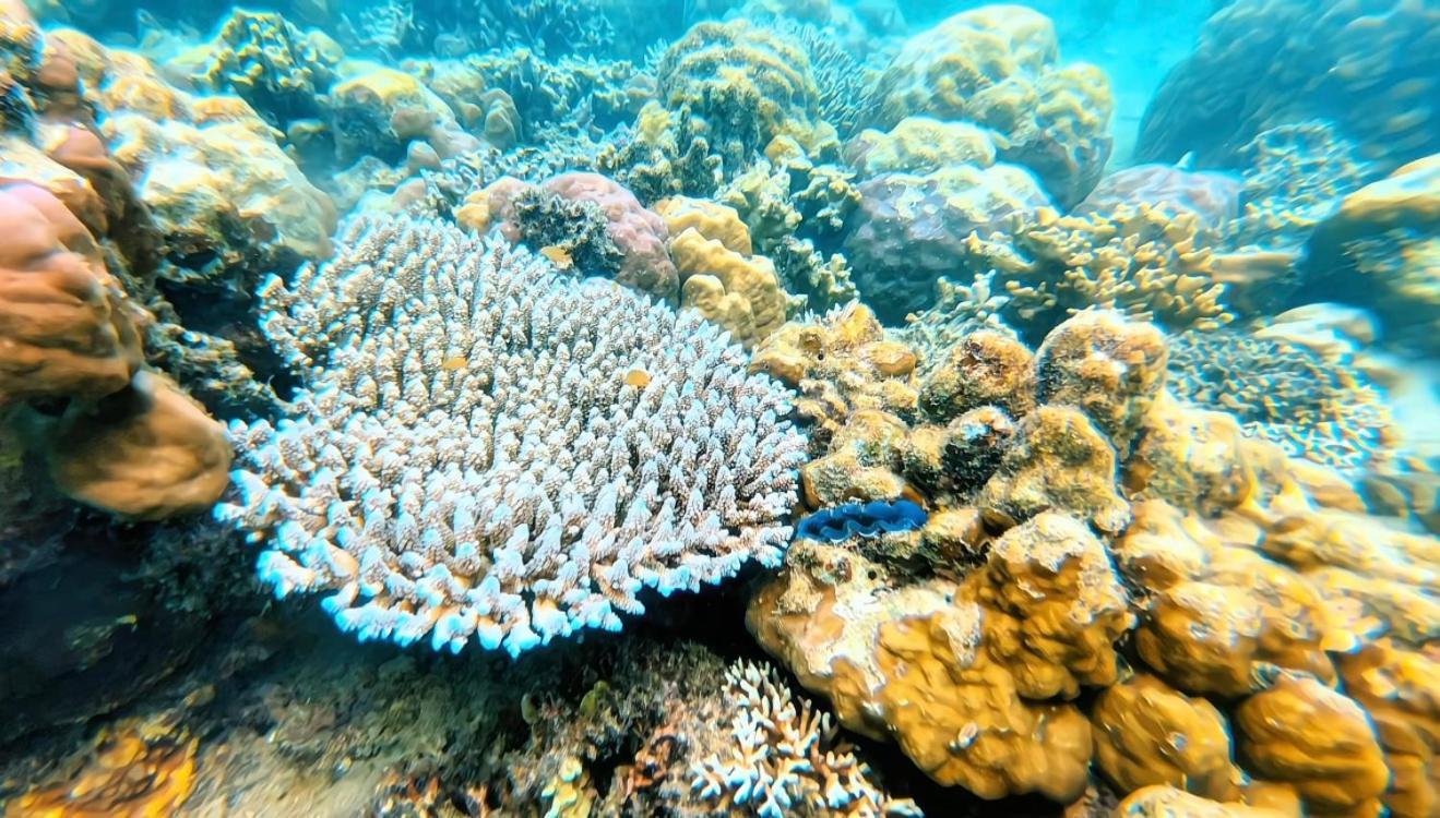Sylvia Hotel & Resort Komodo Labuan Bajo Eksteriør bilde